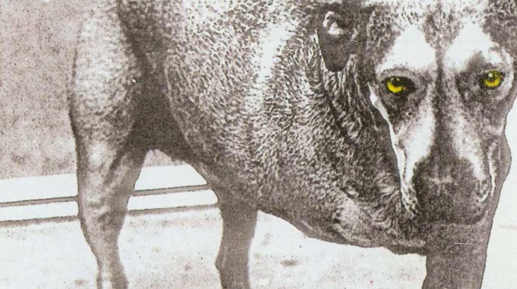 La historia detrás de la portada de “Alice in Chains” de Alice in Chains